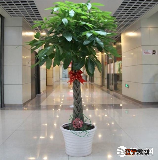 助你提升财运 慈世堂:办公室风水植物摆放秘诀