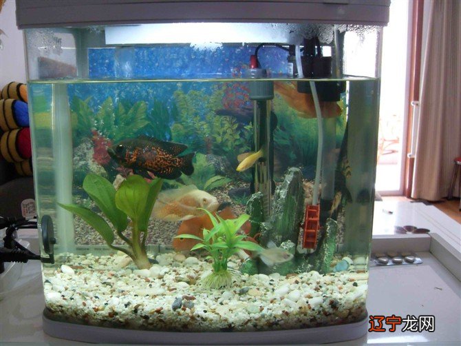 慈世堂:家中养鱼的6大风水大忌,你知道吗?