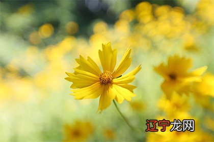 女命十大上等富贵,历史上着名的皇帝李世民和武则天都是这个