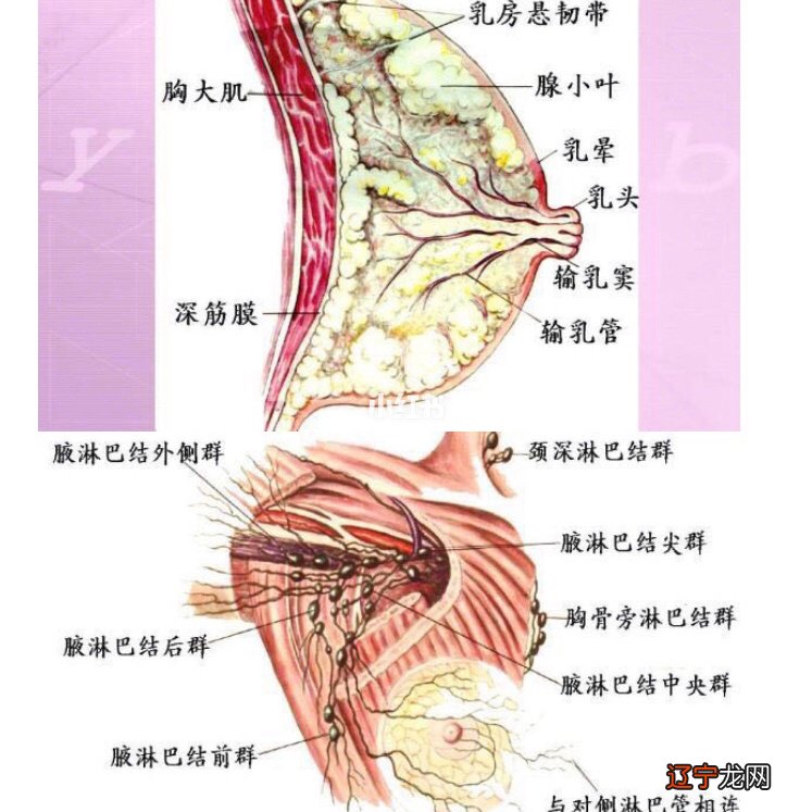 无论乳房美丑大小、生病或健康，它都与我们的身体一起终老