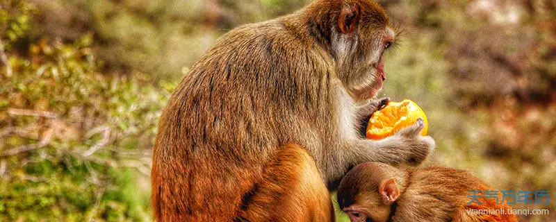 92年的猴男婚配什么属相女,这是怎么回事