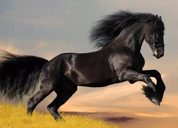 属马明年运势2021年属马的全年运势如何?怎么回事