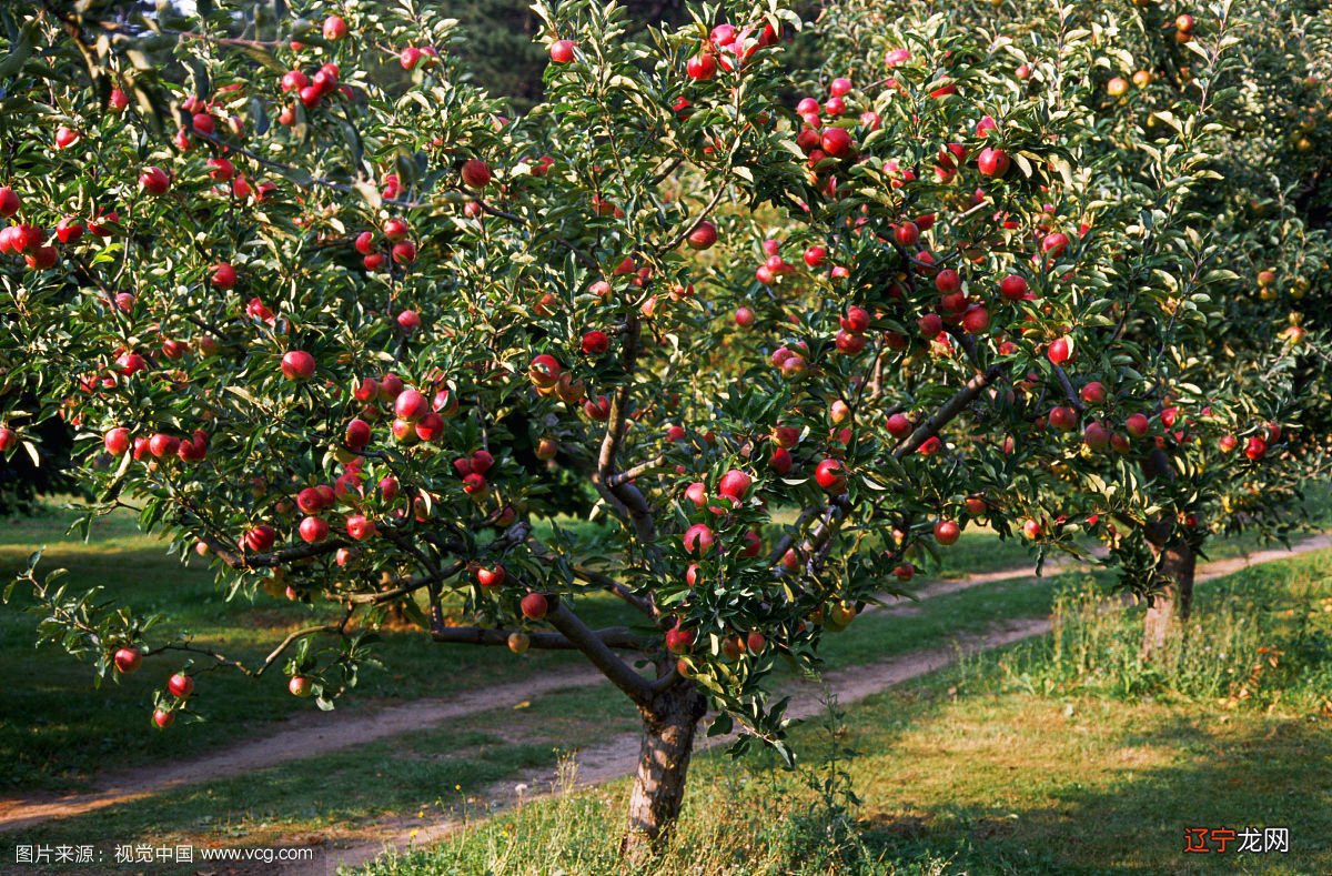 我们村非常流行种杨树，附近能挣钱的就是距离