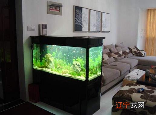 养鱼风水数量是多少你，什么样的风水鱼可以招财