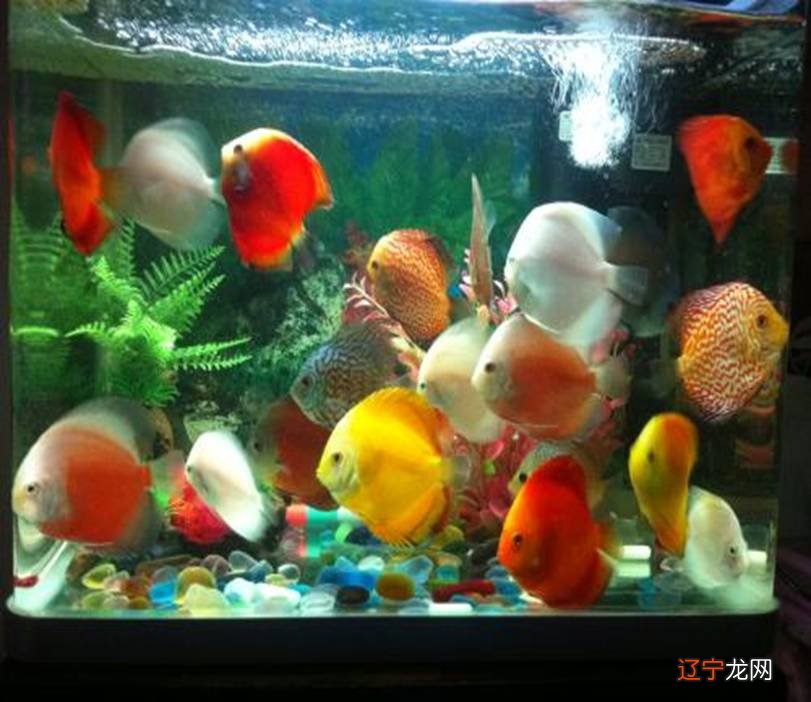 养鱼风水数量是多少你，什么样的风水鱼可以招财