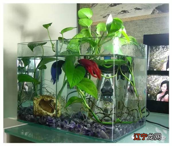 养鱼风水数量是多少你，什么样的风水鱼可以招财