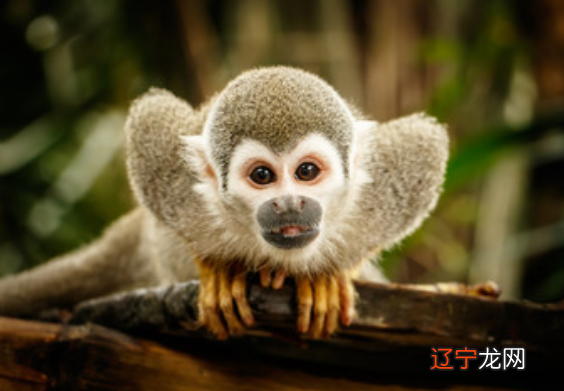 今年27岁属什么生肖2019年岁数27的对应生肖