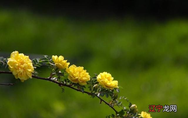 处女座和哪个星座最配?究竟是处女还是哪一个星座最适合