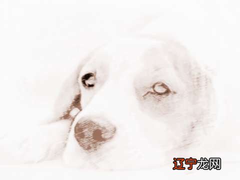 2018年9月去看爱情里的话的话的生肖