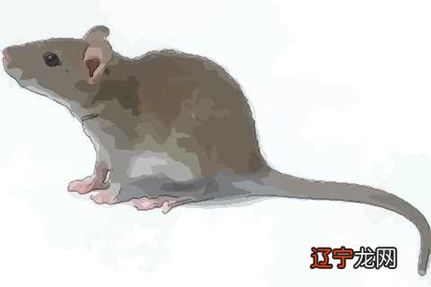 风水堂:梦见老鼠是什么意思?