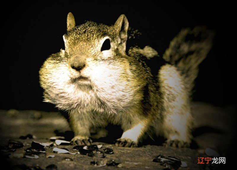 风水堂：梦见老鼠是什么意思？