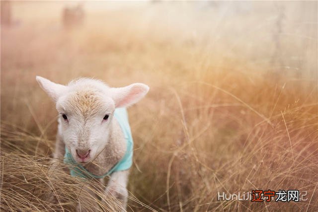 属羊和蛇生肖配可以配对吗_生肖蛇金牛男和生肖羊双鱼女_蛇和羊生肖配对查询