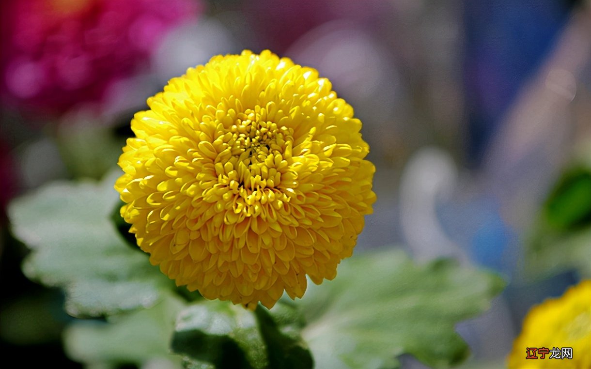 《吉生起名》起名小程序,中文名、英文名、乳名小名,查汉字五行,免费查!