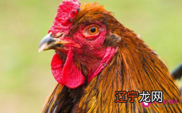 2017年属鸡的人2022年运程详解,2021年是幸运之年