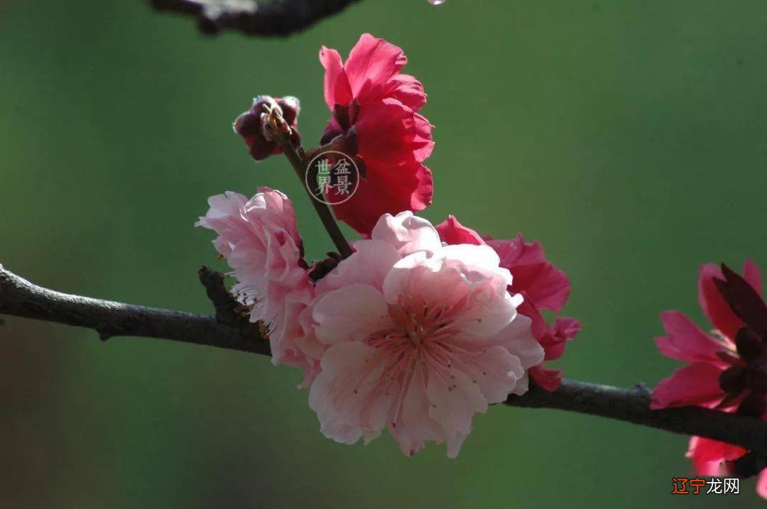 从风水上催旺桃花,让你更快找到属于你的命中注定