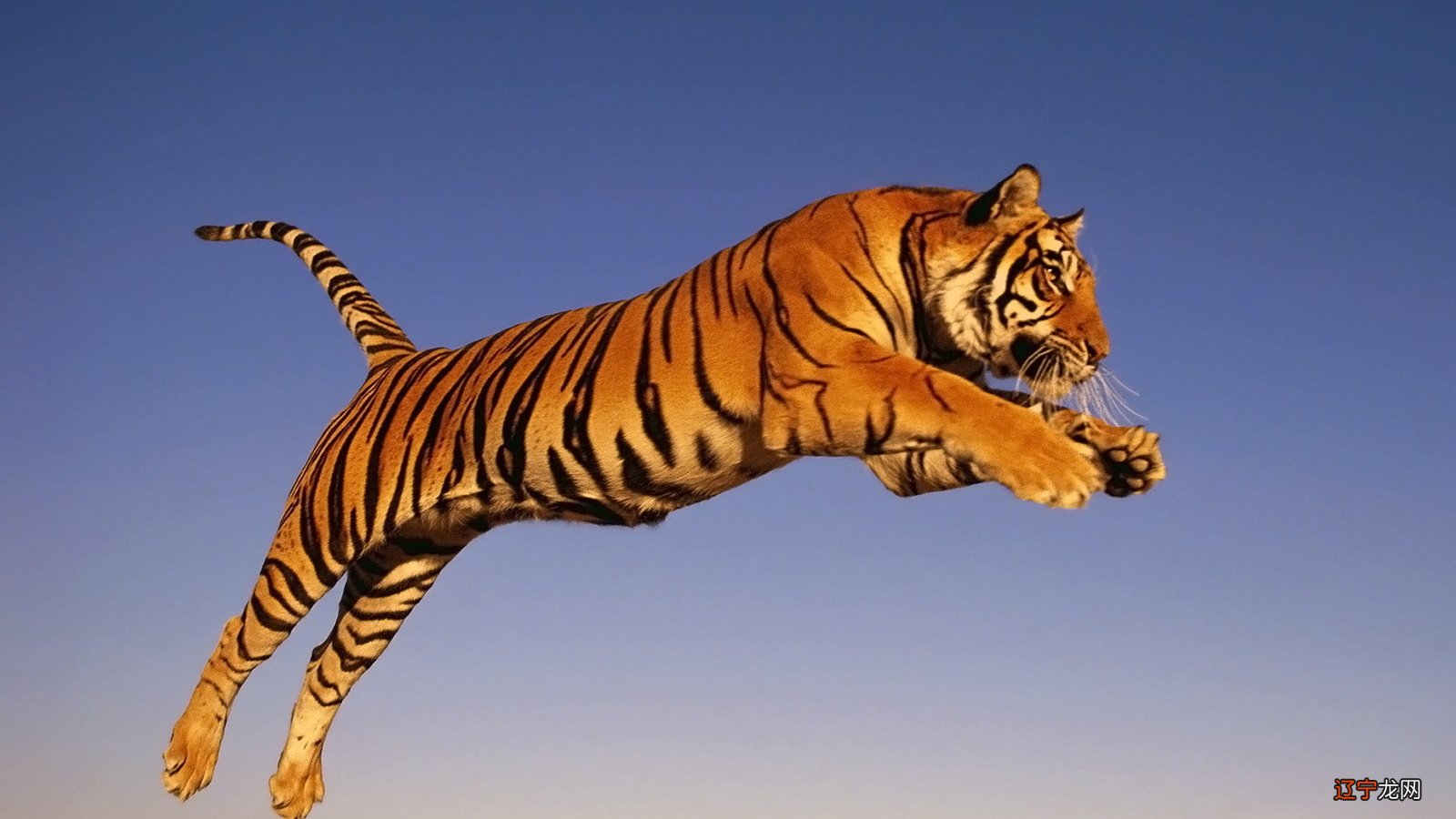 属鼠人生在几月命最好生肖人，幸福荣耀的度过一生