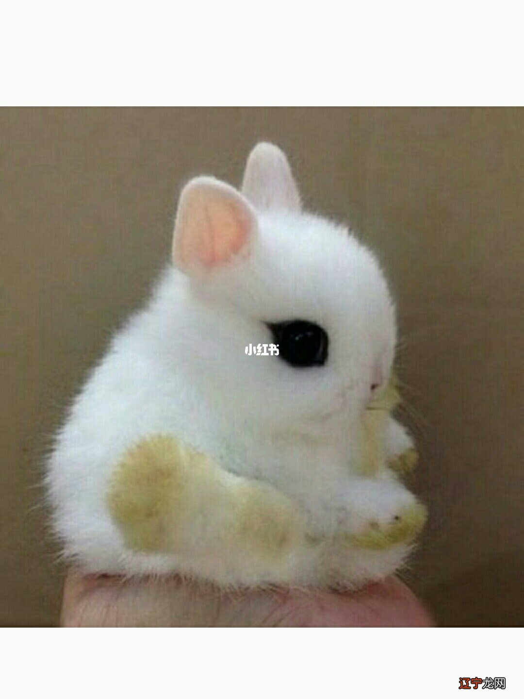 兔年即将到来，父母该如何去起一个好的名字