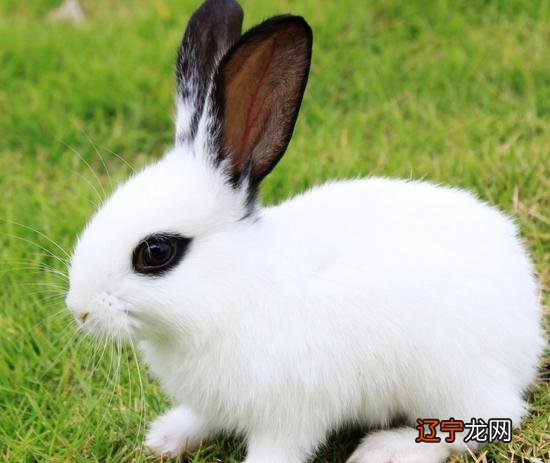 九一年属羊人的婚配表,属兔和哪个属相不合