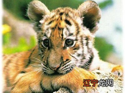 十二生肖相克和相合是什么?十二生肖合属相相合相克