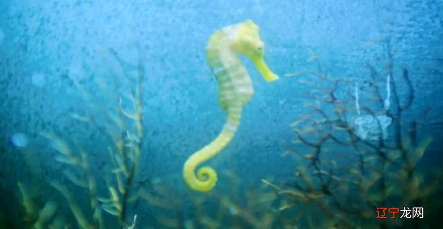 组图 露茜梦游海底世界——自编海洋科幻童话