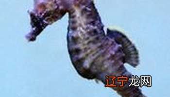 组图 露茜梦游海底世界——自编海洋科幻童话