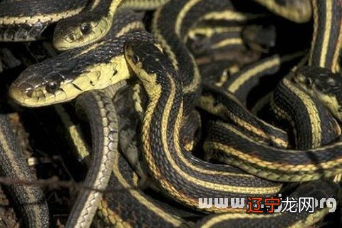 另一方面风水堂：梦见被蛇咬伤的蛇包围