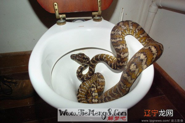 另一方面风水堂：梦见被蛇咬伤的蛇包围