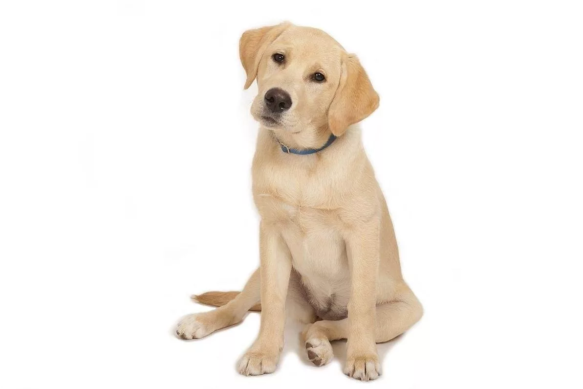 属狗男的和什么属相最适合合作,有你吗?