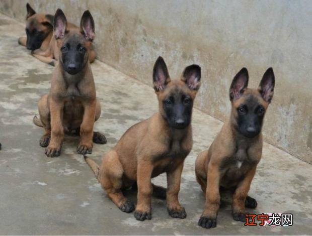 属狗男的和什么属相最适合合作,有你吗?