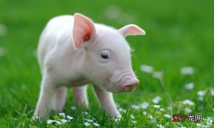 2019年属猪是什么命出生日命运:属猪的人哪出生好?