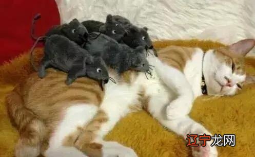 女人梦见猫抓老鼠,然后老鼠又咬自己是什么意思