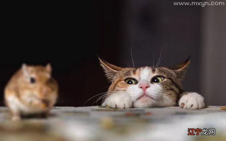 女人梦见猫抓老鼠,然后老鼠又咬自己是什么意思