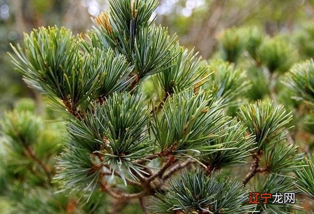 慈世堂:坟地和墓地是有区别的吗?