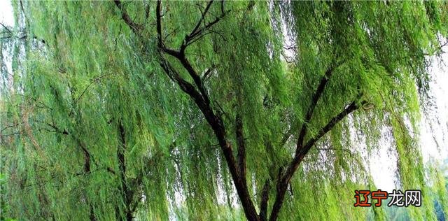 慈世堂:坟地和墓地是有区别的吗?