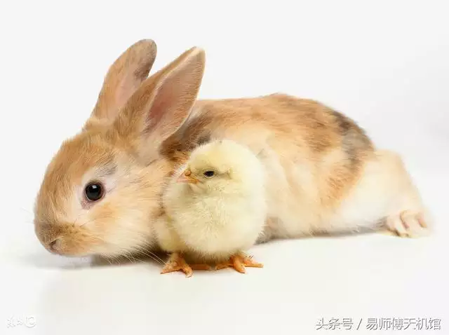 属兔的财运和运势生肖属相其实兔财运情况