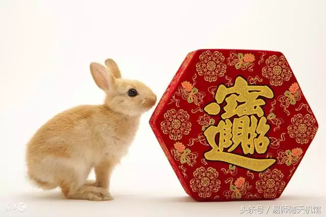 属兔的财运和运势生肖属相其实兔财运情况