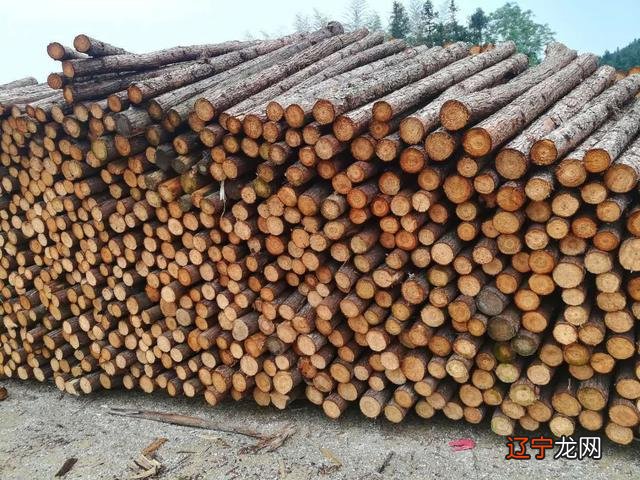 图 甲木八字算命了解一下甲木日元的特征!