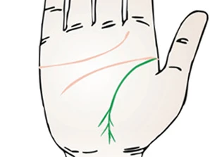 手相学中生命线也称之为“地纹”，是我们手相中的三大主线之一