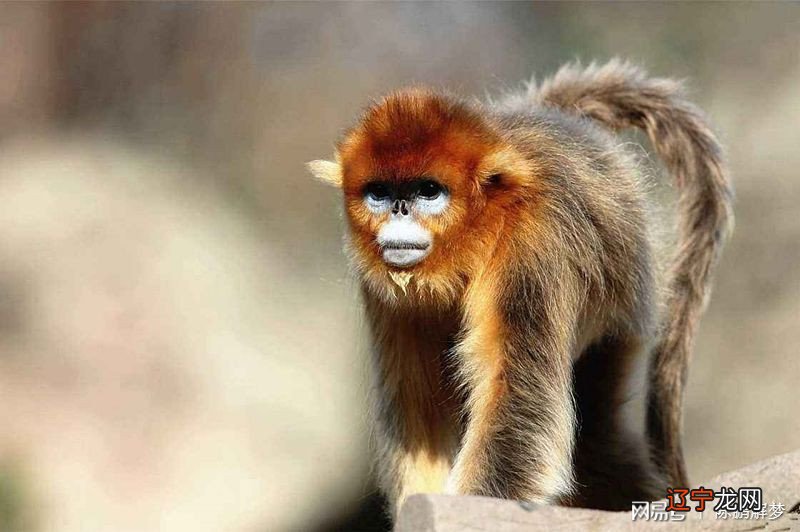 梦见猩猩发怒_梦见菩萨对我发怒_梦见自己发怒