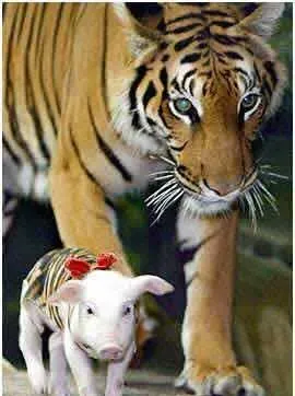 属猪女和什么属相最配，属虎和属猪合不合财第一