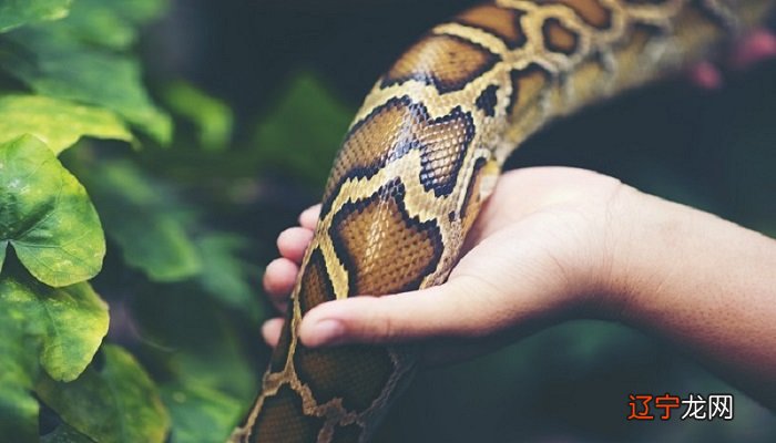 梦见杀蛇见血被蛇追_梦见亲人被蛇咬打蛇被蛇追_大全查询梦见蛇追