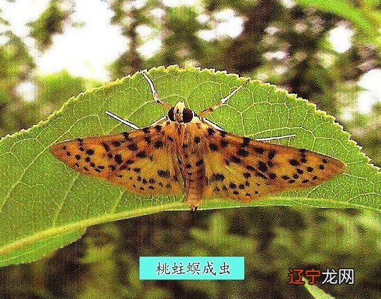 论文 小学作文、中学作文，怎么去写作文？