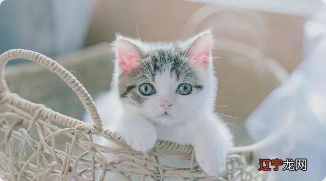 野猫进家生生病，严重着会死人，找个大师帮你家避过