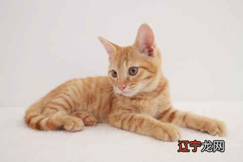 野猫进家生生病，严重着会死人，找个大师帮你家避过