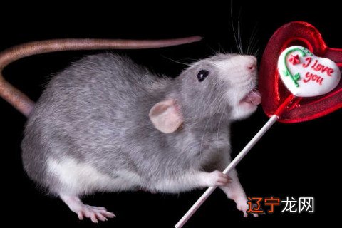 属鼠人2022年全年运势详解