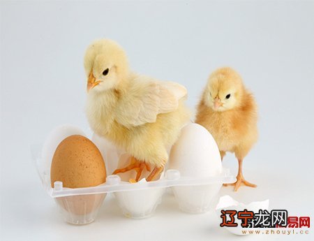 属鸡和什么属相相冲