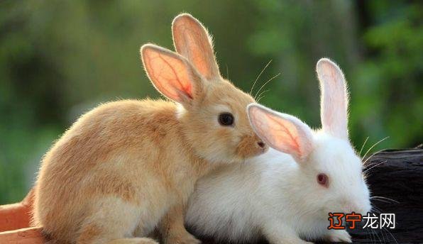 晚年运势好不好怎么看_什么软件看运势好_紫薇斗数看2017年运势