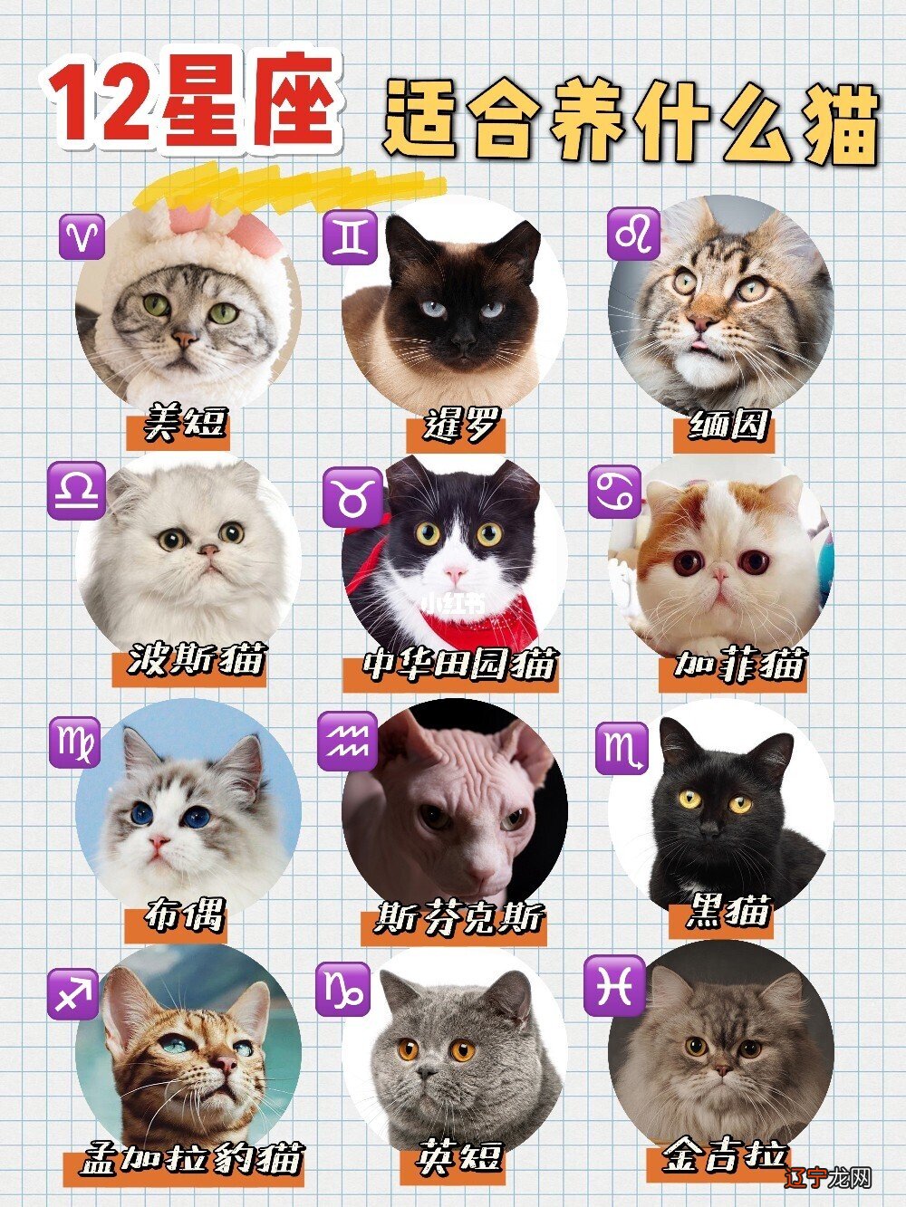 八字养猫_八字是病墓衰养_双色八字脸布偶猫图片