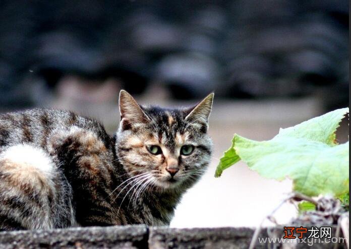 周公解梦:什麽莫名其妙的诈骗诱拐发生的危险征兆