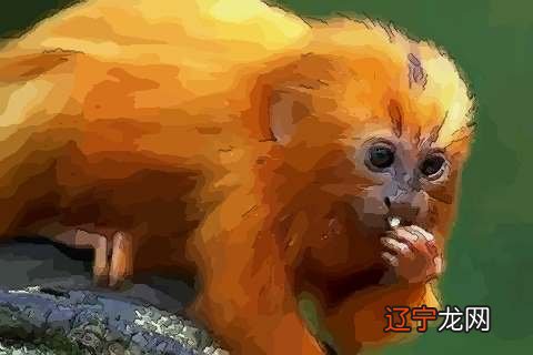 2016属猴的人2015年运程属猴人2015羊年运势